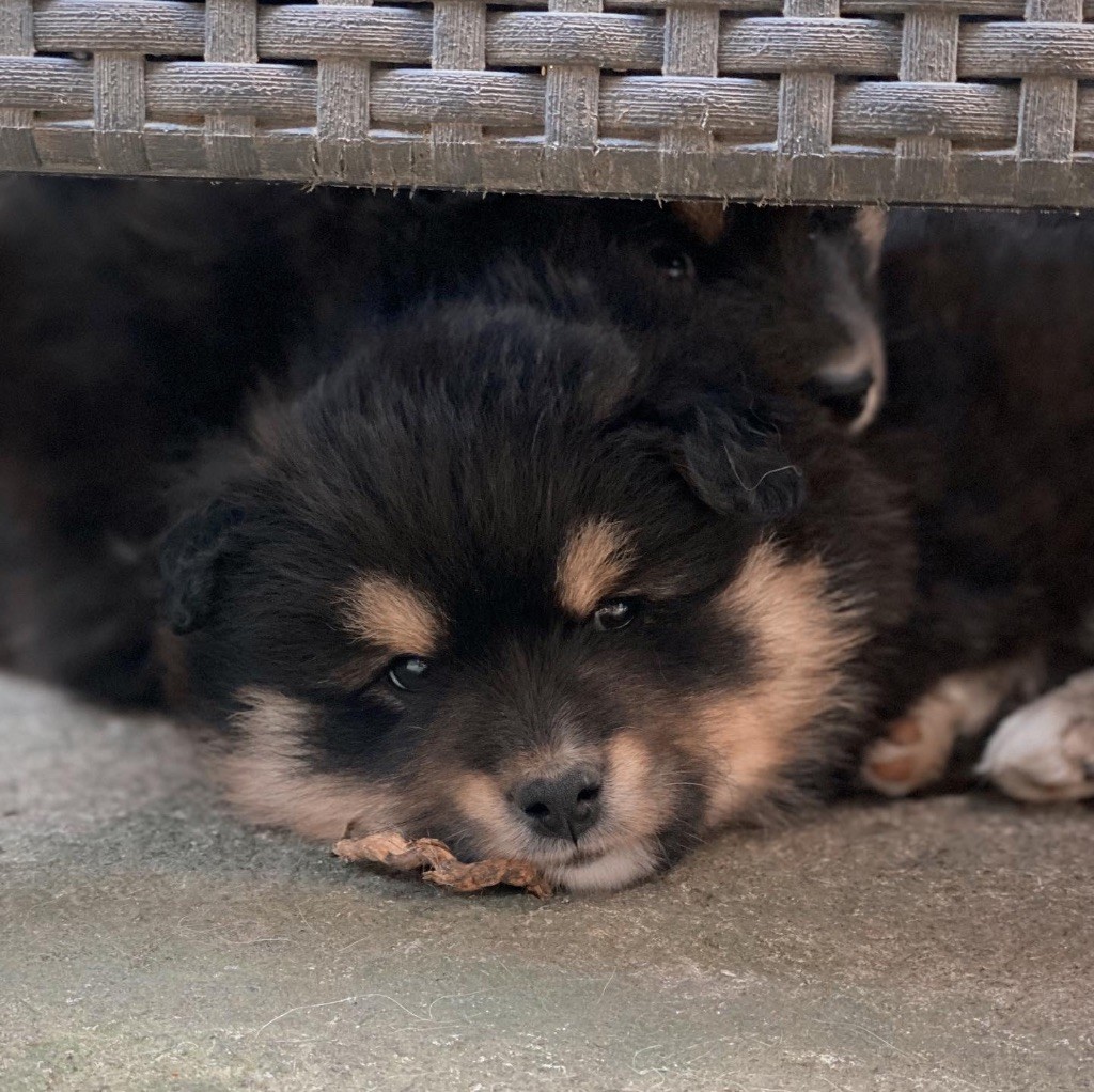 chiot Chien finnois de Laponie De La Terre Du Froid