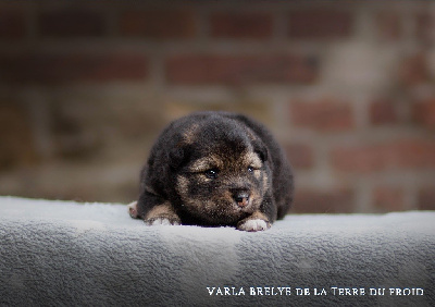 Varla Brelye de la Terre du Froid