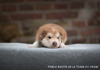 Varla BAUNE de la Terre du Froid