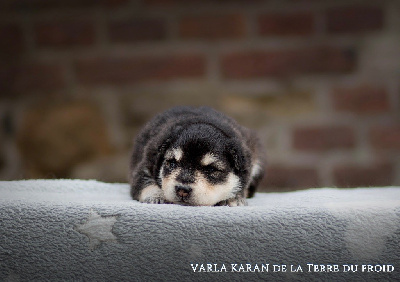 Varla Karan de la Terre du Froid