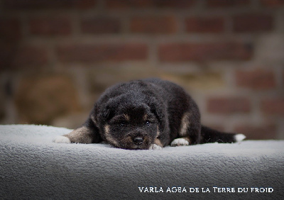 Varla Agea de la Terre du Froid