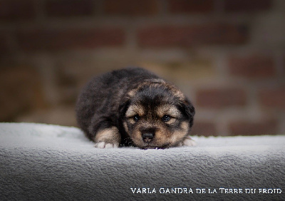 Varla Gandra de la Terre du Froid