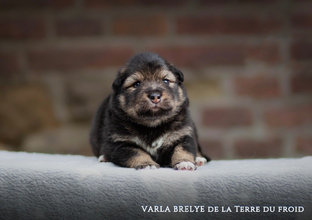 chiot Chien finnois de Laponie De La Terre Du Froid