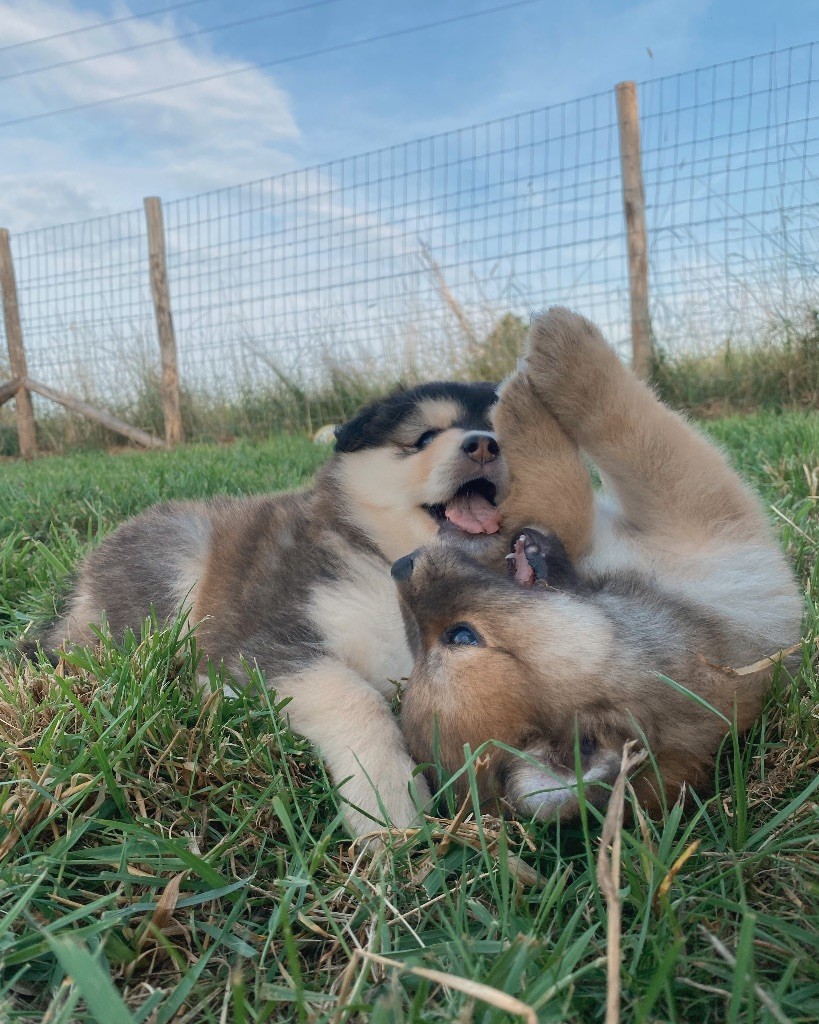 chiot Chien finnois de Laponie De La Terre Du Froid